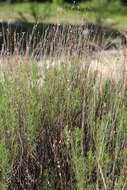 صورة Artemisia salsoloides Willd.