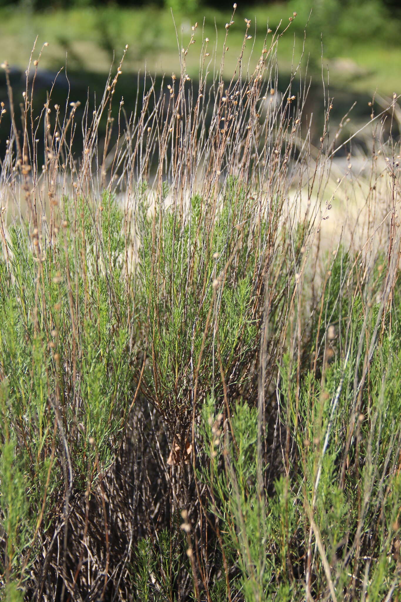 Imagem de Artemisia salsoloides Willd.