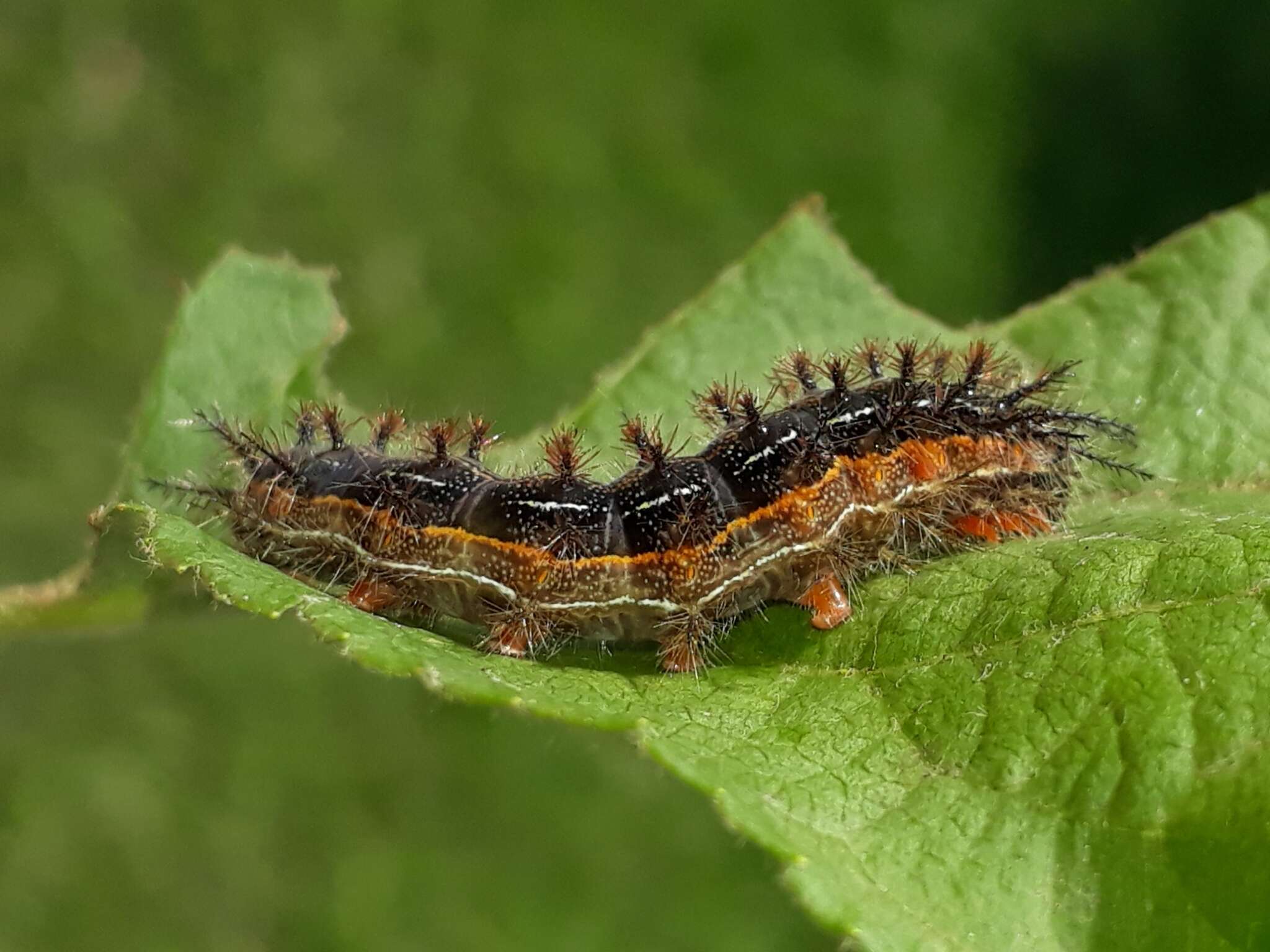 Слика од Hylesia obtusa Dognin 1923