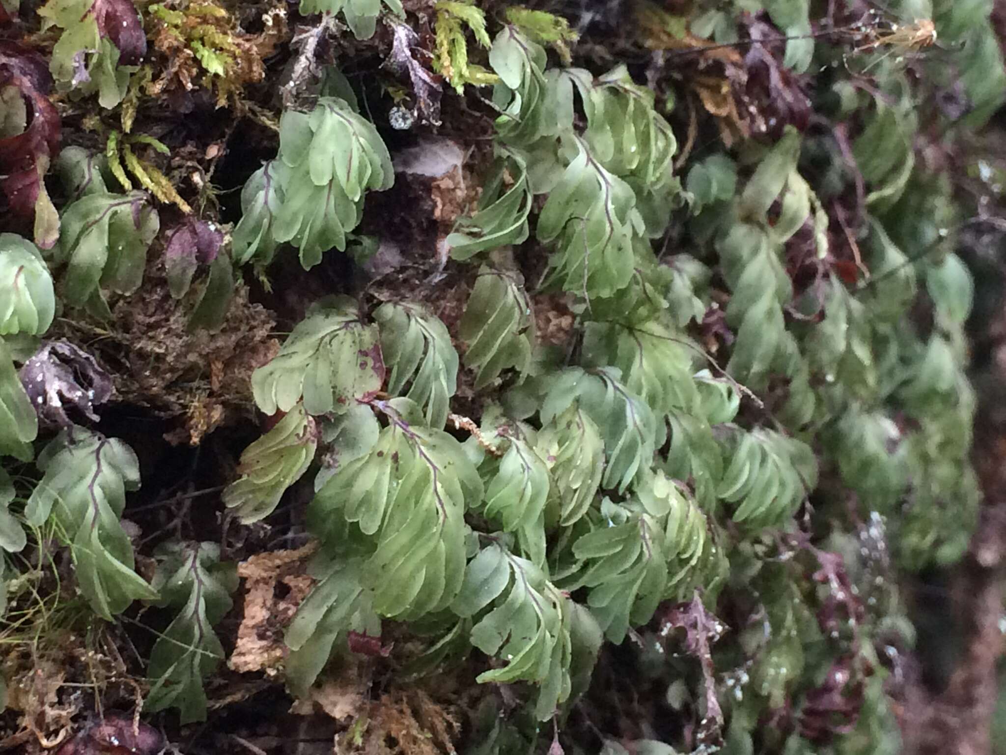 Image de Hymenophyllum rarum R. Br.