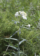 Image of Anaphalis margaritacea subsp. margaritacea