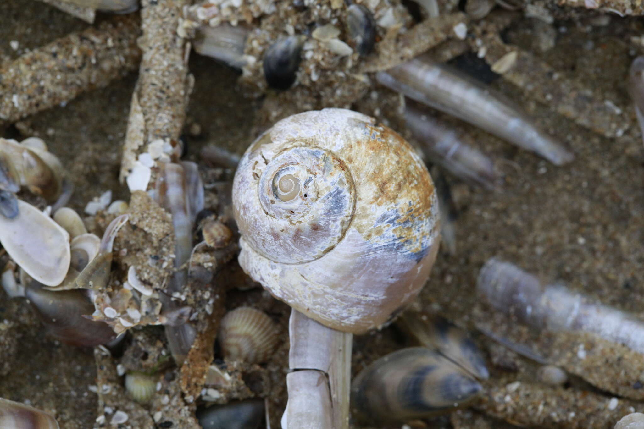 Image of European necklace shell