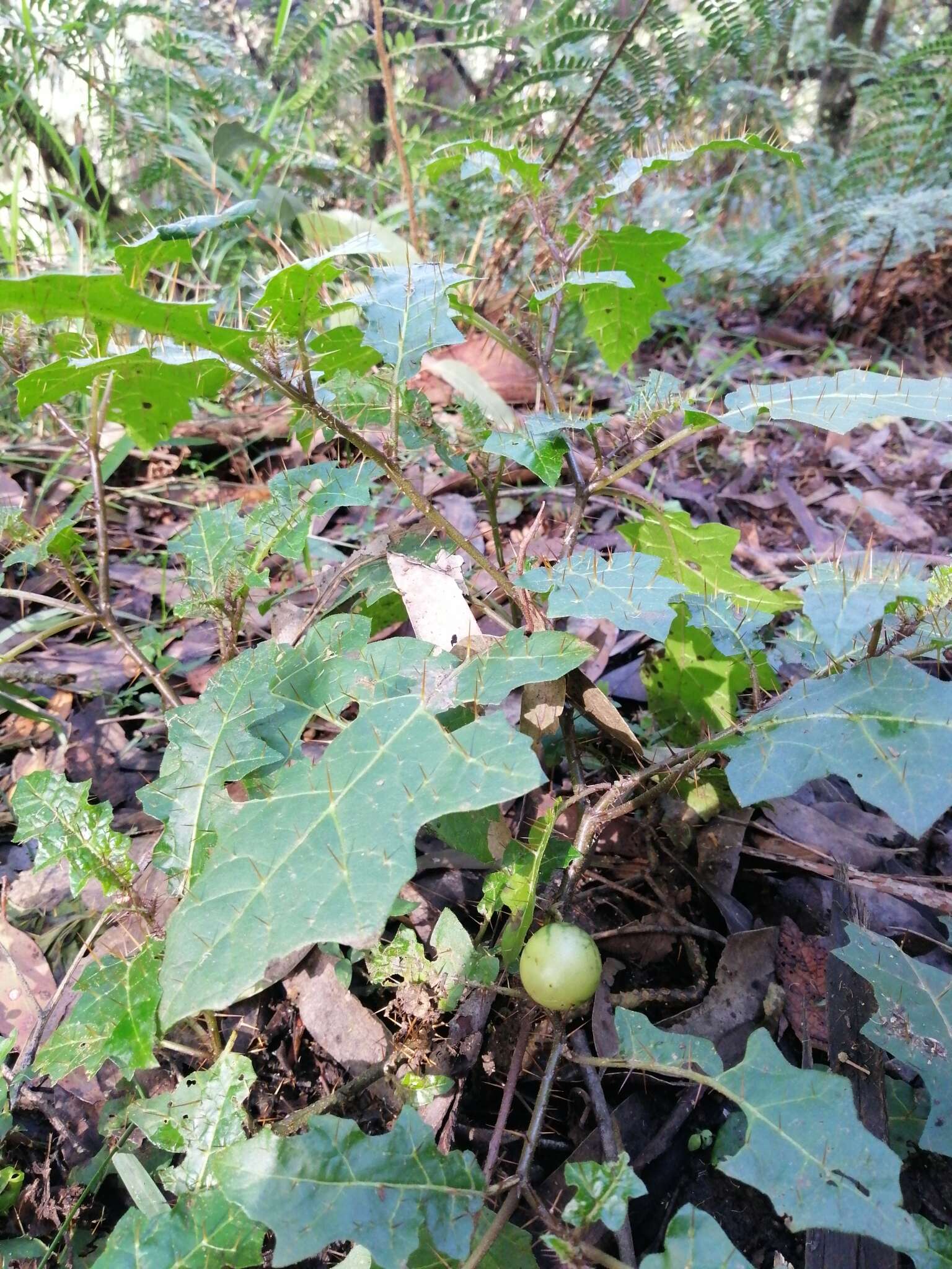 Image of Solanum prinophyllum Dun.