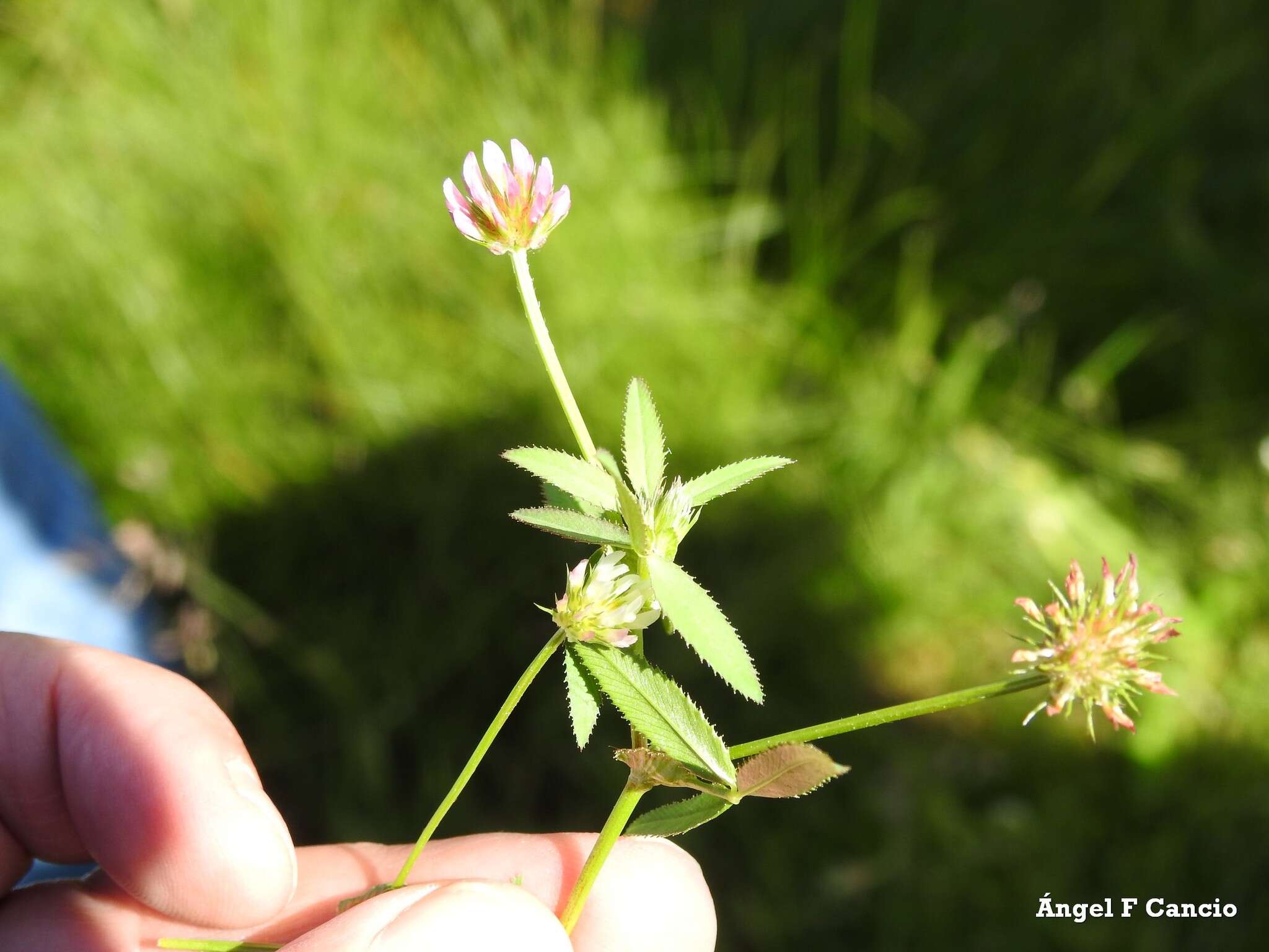 Image of Upright Clover