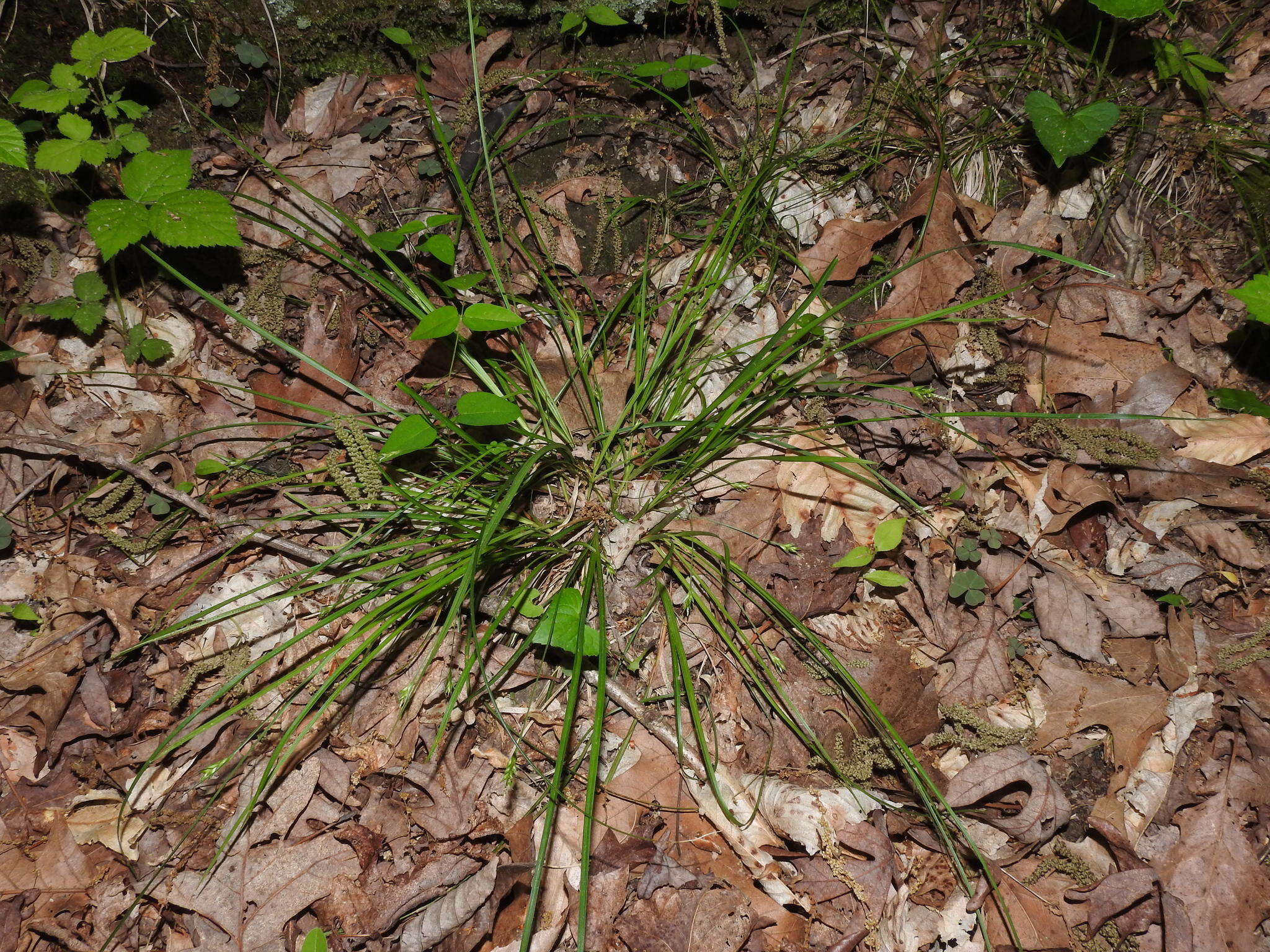 Image of Willdenow's sedge