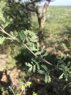 Image of Slender three-thorned acacia