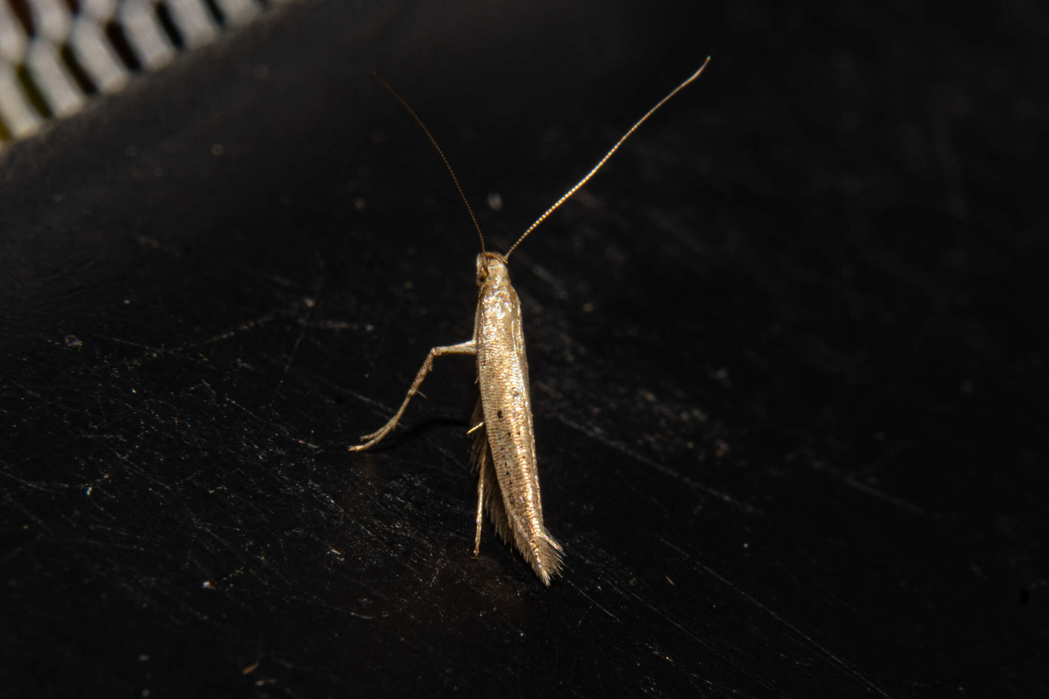 Image of Caloptilia elaeas (Meyrick 1911)