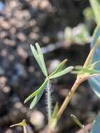 Image de Trifolium bifidum var. bifidum