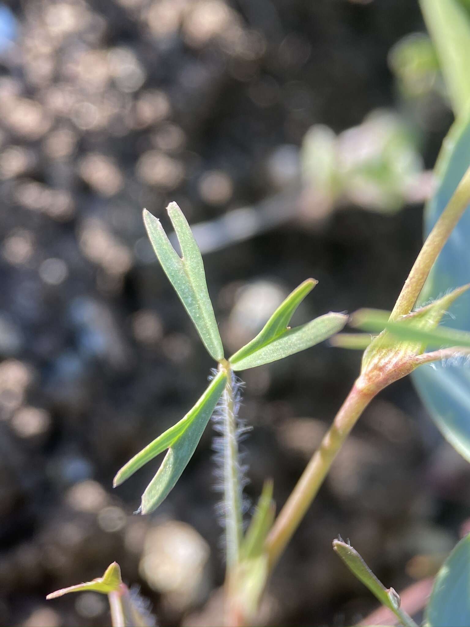 Image of Trifolium bifidum var. bifidum