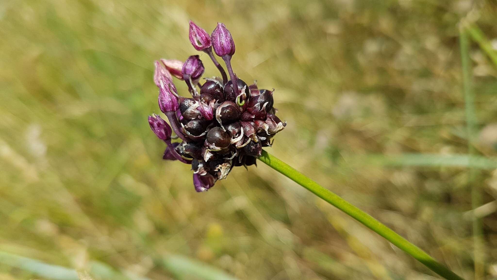 Allium scorodoprasum L.的圖片