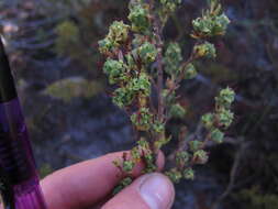 <i>Cliffortia <i>polygonifolia</i></i> var. polygonifolia resmi