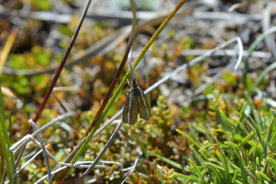 صورة Orocrambus catacaustus Meyrick 1885