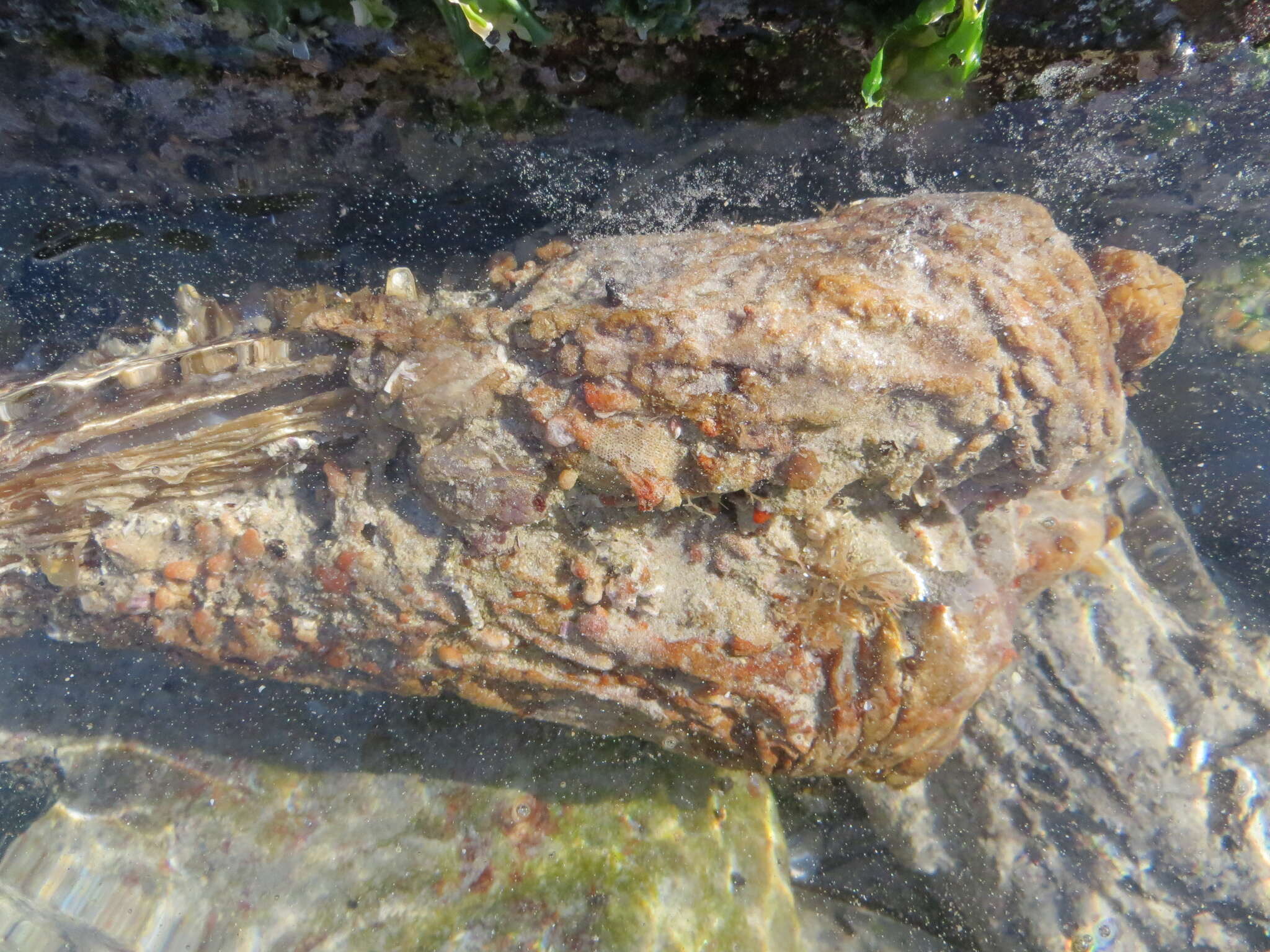 Image of horse mussel