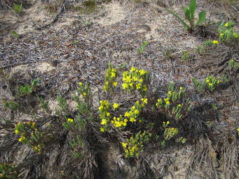 Image of woolly beachheather