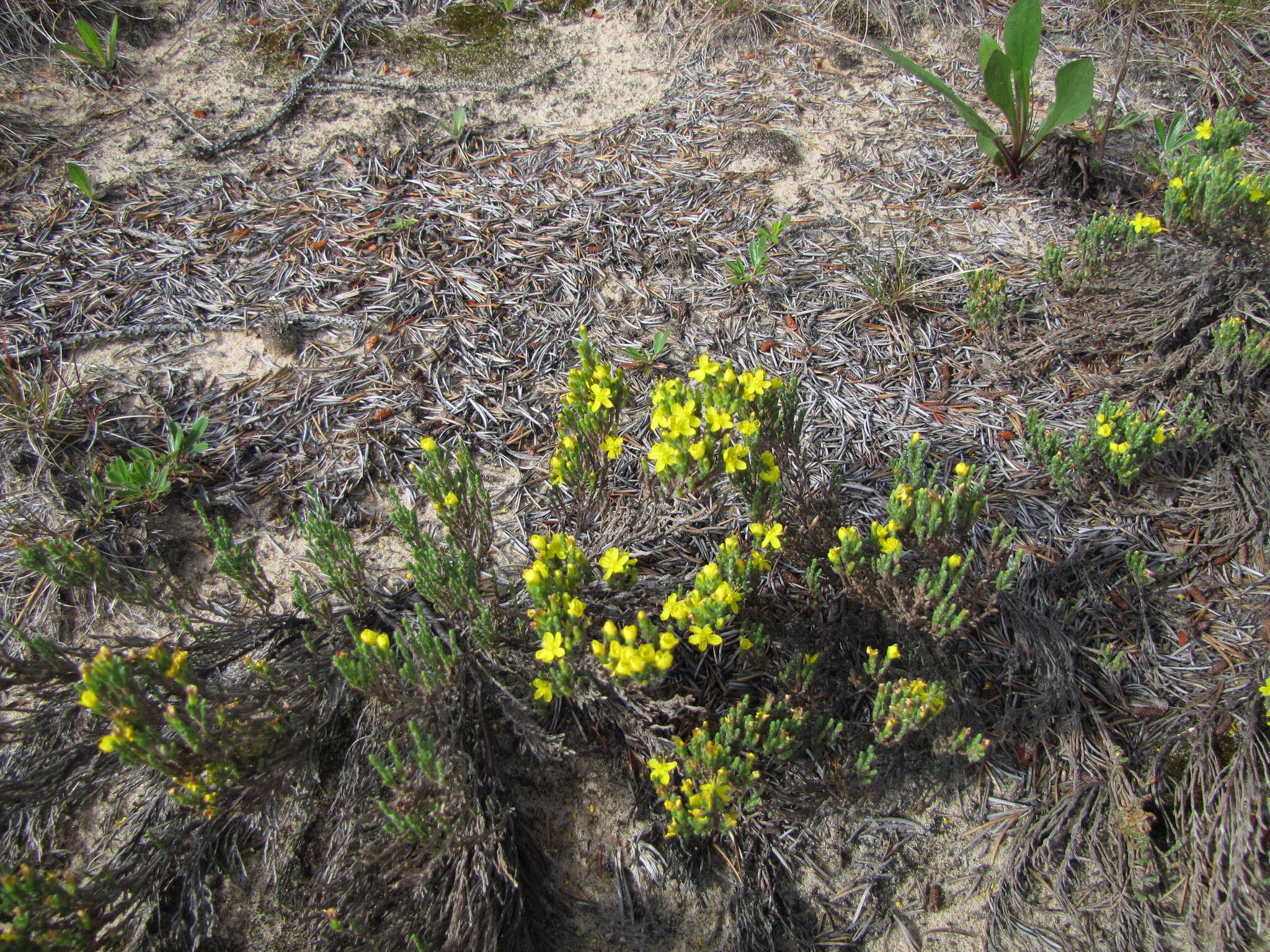 Image of woolly beachheather