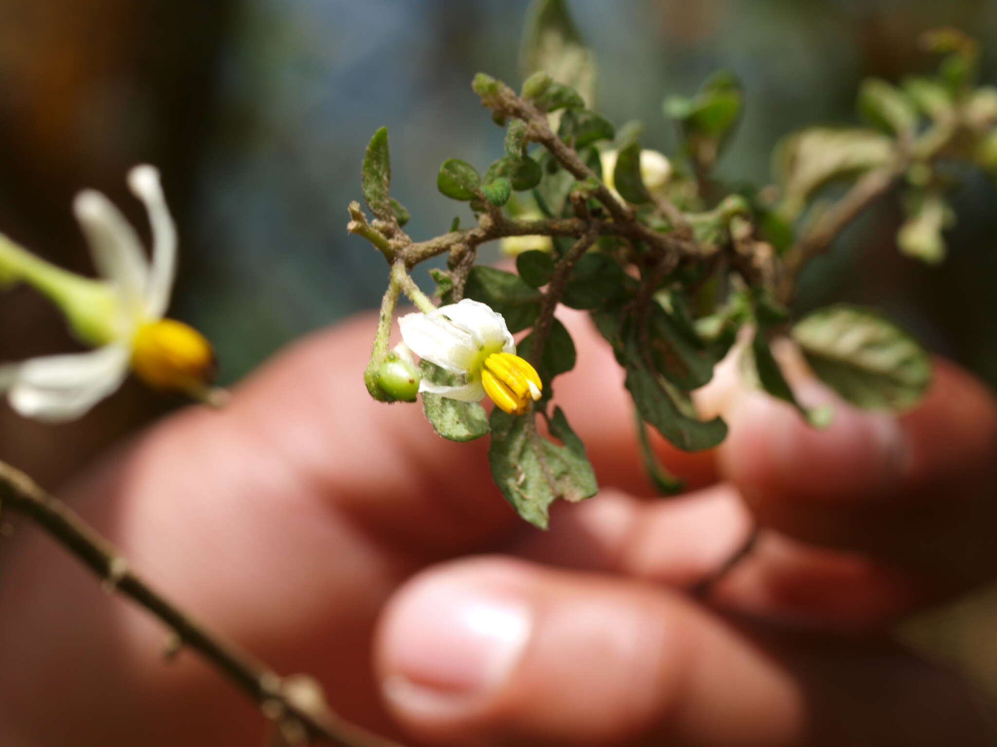 Image of Solanum sodiroi Bitter