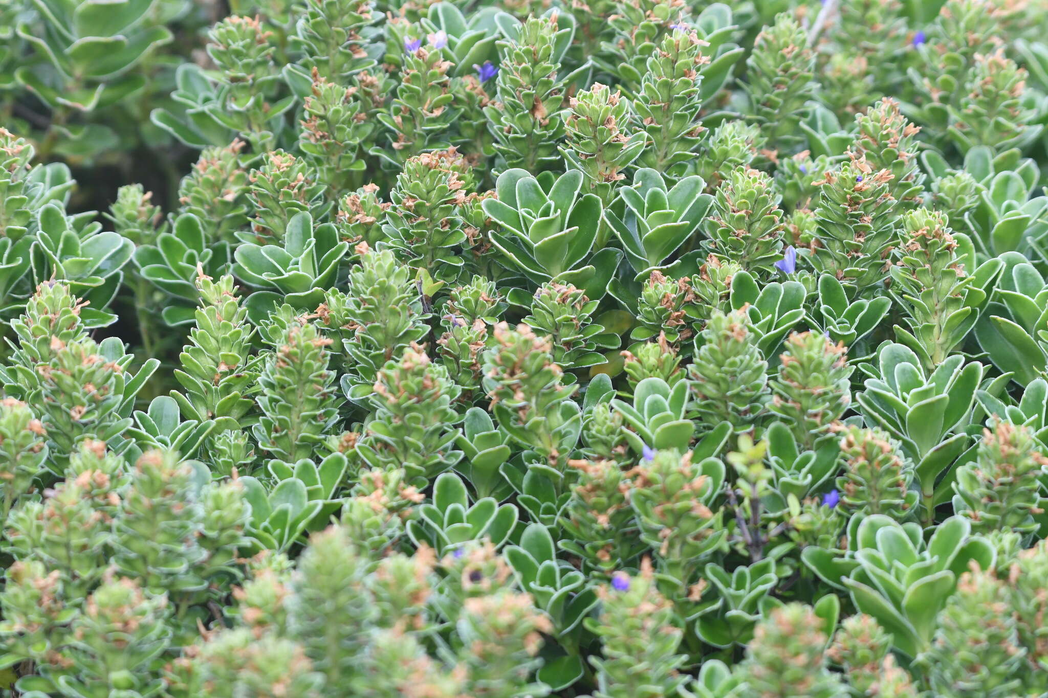 Image of Veronica benthamii Hook. fil.