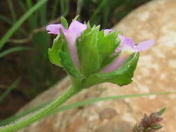 Image de Lantana rugosa Thunb.