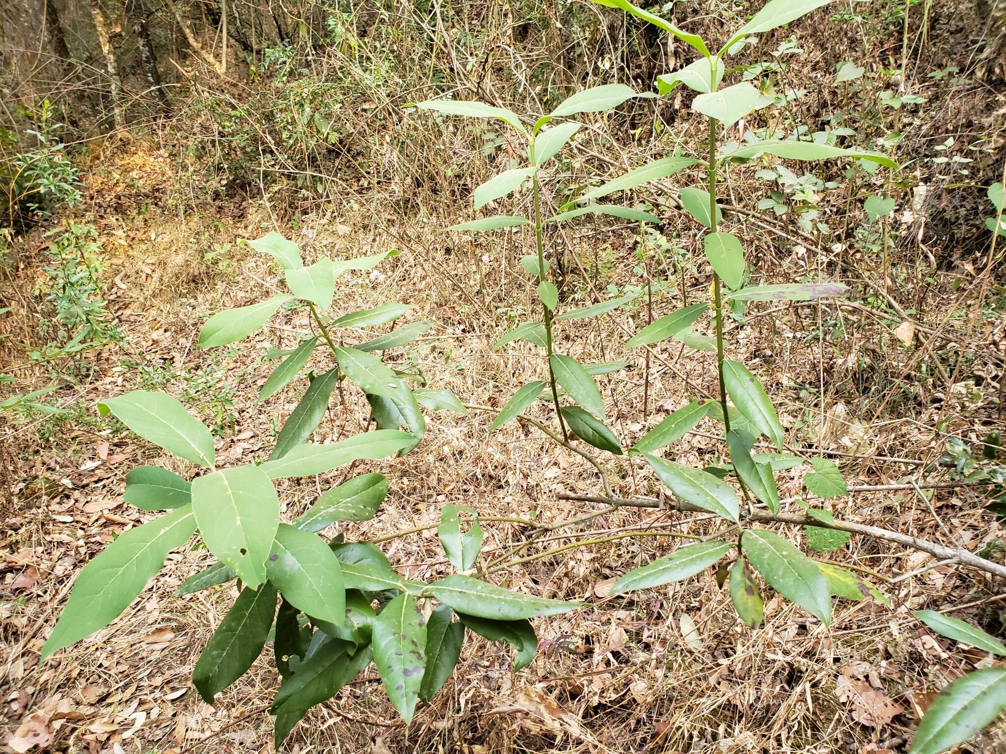 Image of Garrya laurifolia Benth.