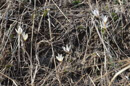 Image of Crocus alatavicus Regel & Semen.