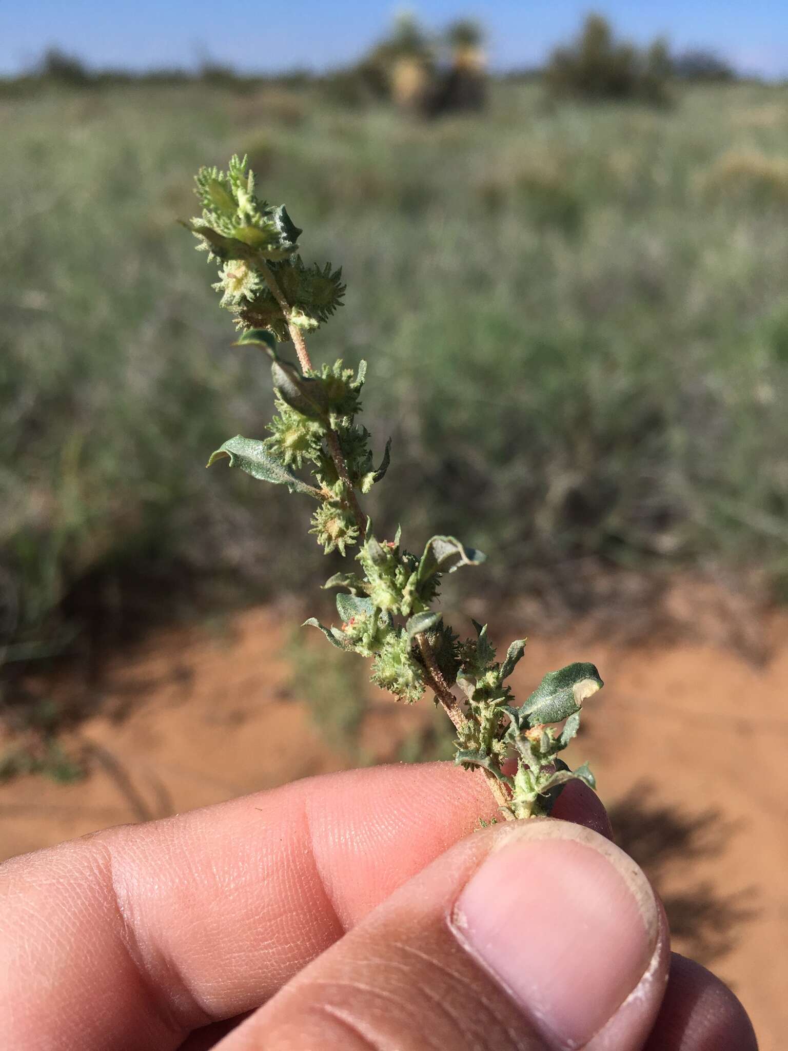 Image of wheelscale saltbush