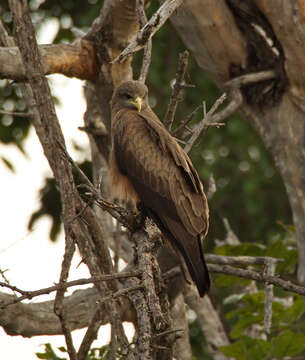 Image of <i>Milvus migrans parasitus</i>