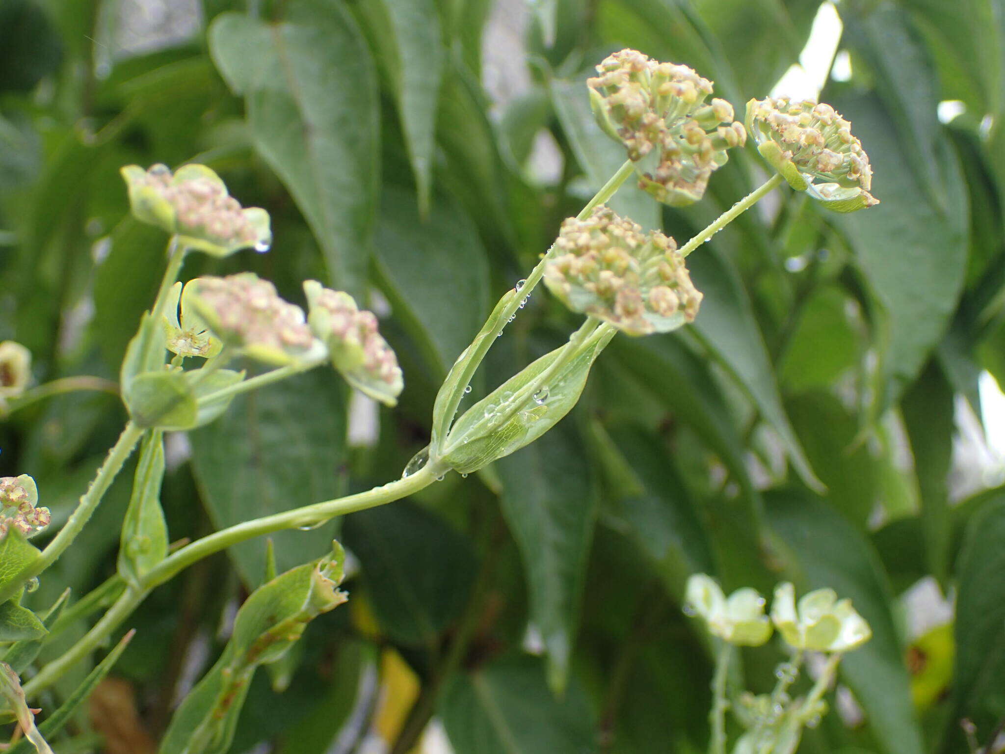 Bupleurum angulosum L. resmi