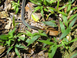 Image of Dendrelaphis caudolineatus (Gray 1834)