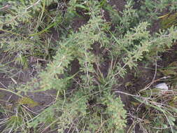 Image of Asparagus capensis var. capensis