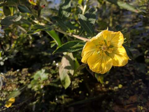 Plancia ëd Ludwigia peruviana (L.) Hara