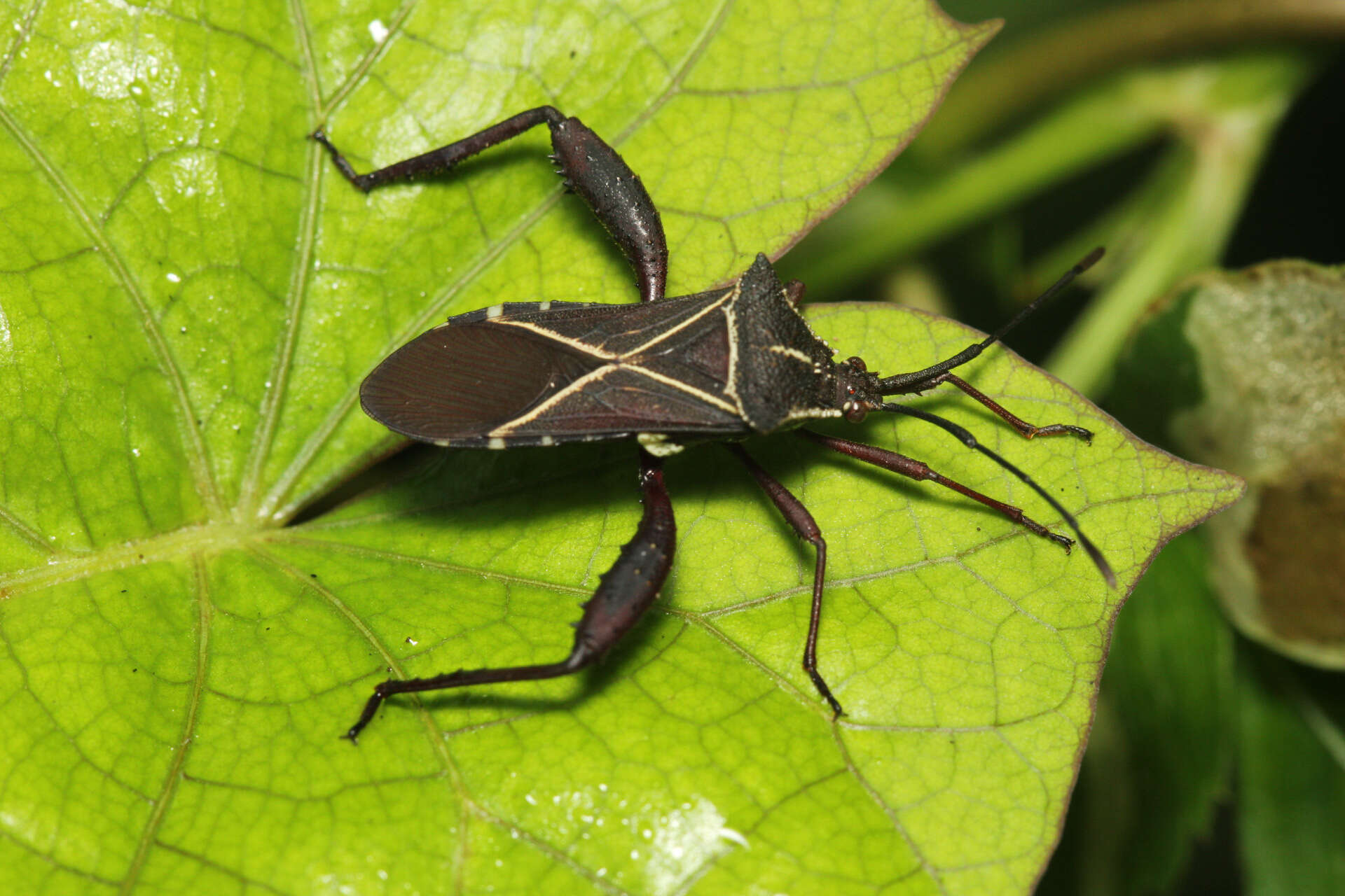 Image de Acanthocerus crucifer Palisot de Beauvois 1818