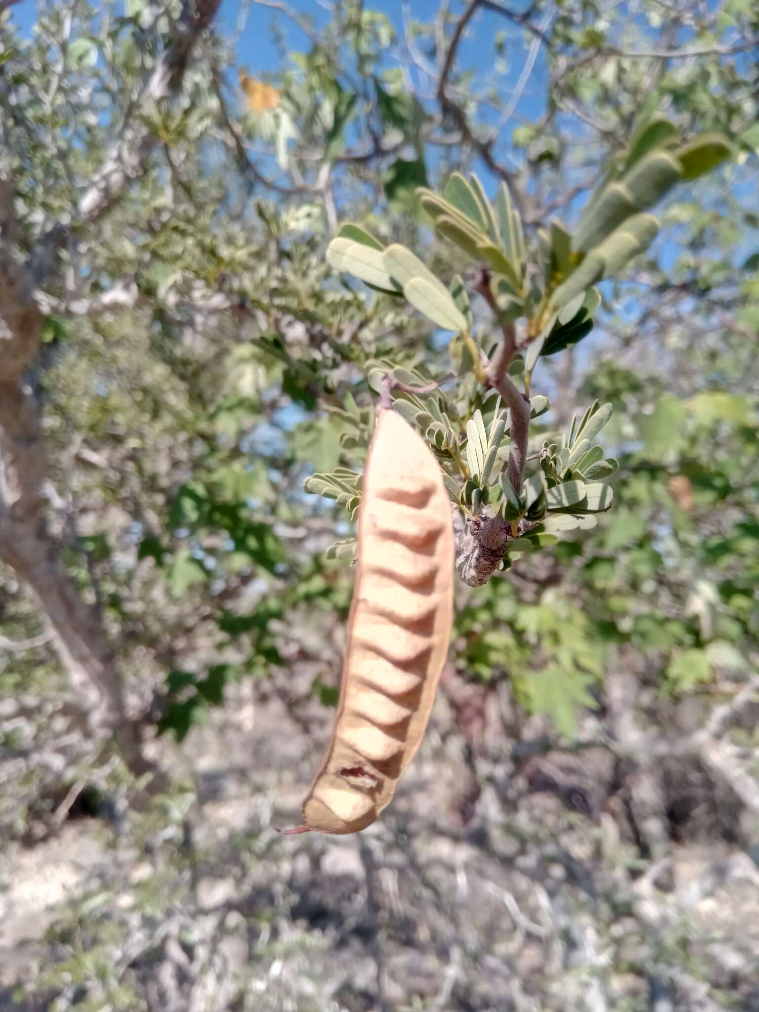 Plancia ëd Senna meridionalis (R. Vig.) Du Puy