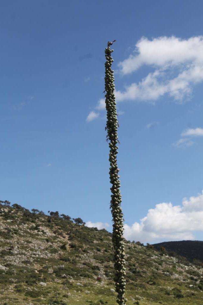 Слика од Agave glomeruliflora (Engelm.) A. Berger