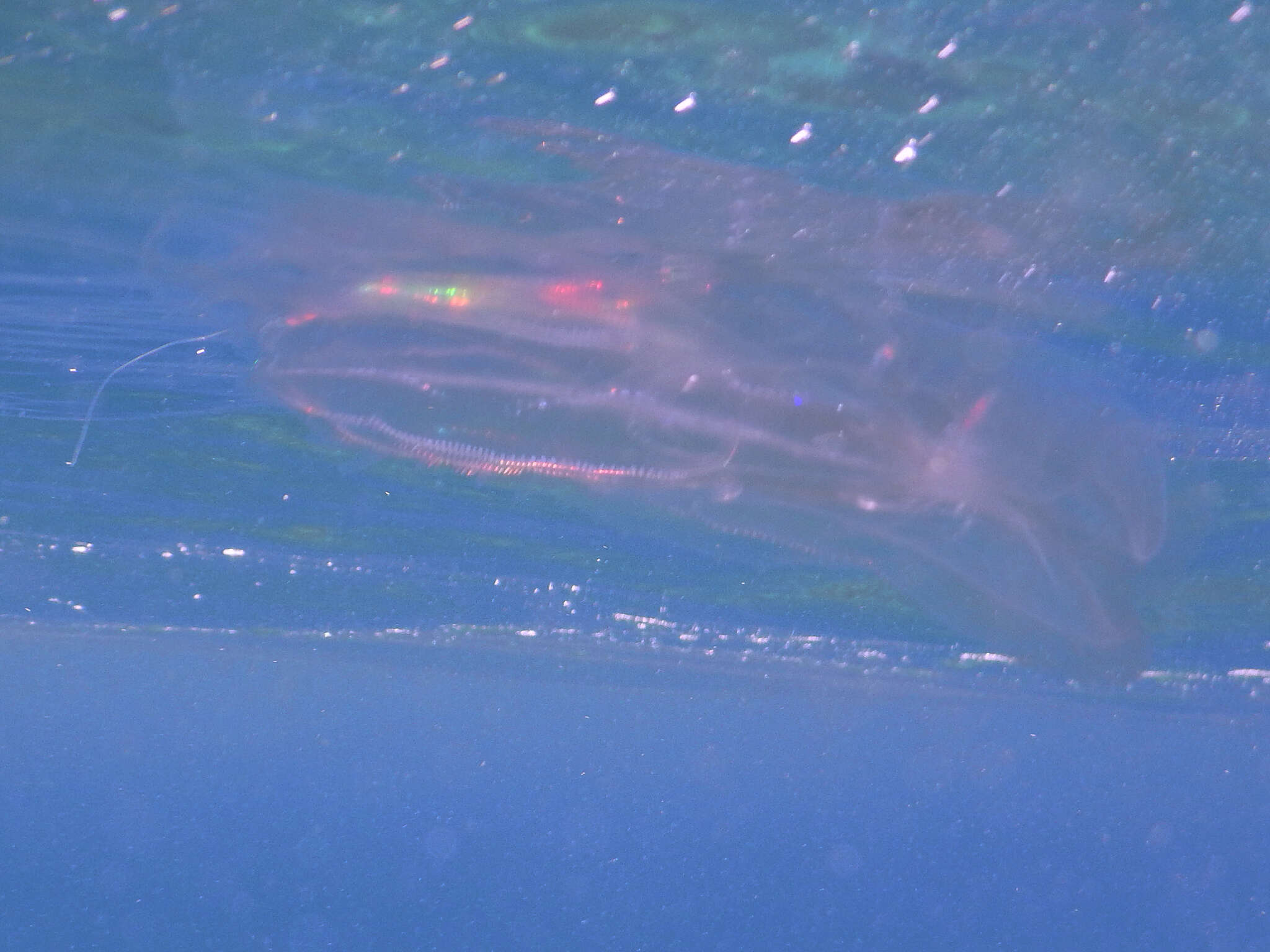 Image of vitreous lobate comb-jelly