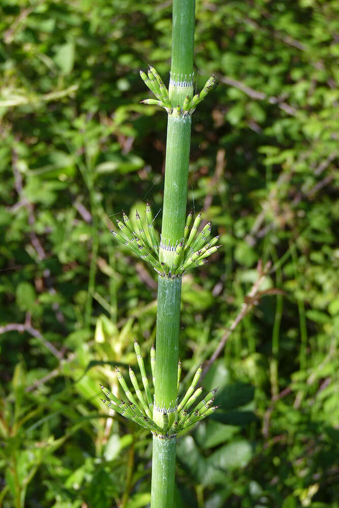 Image of Southern Giant Horsetail