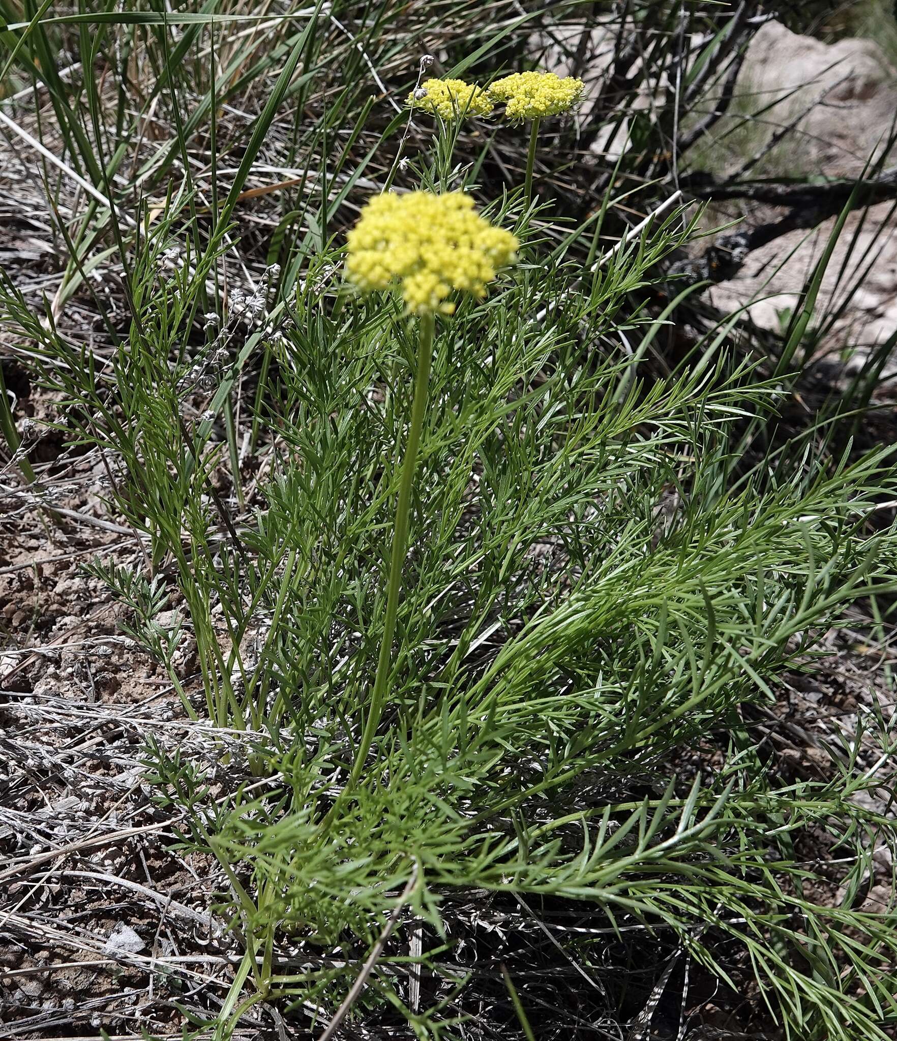 Image of slender wildparsley