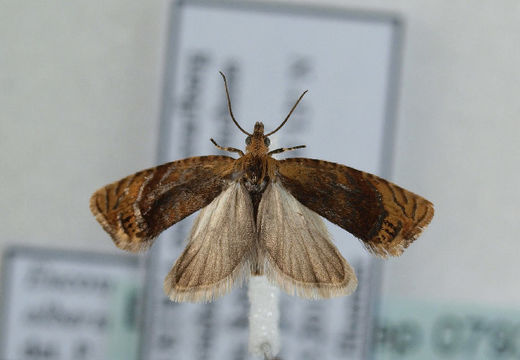 Image of <i>Eucosmomorpha albersana</i>