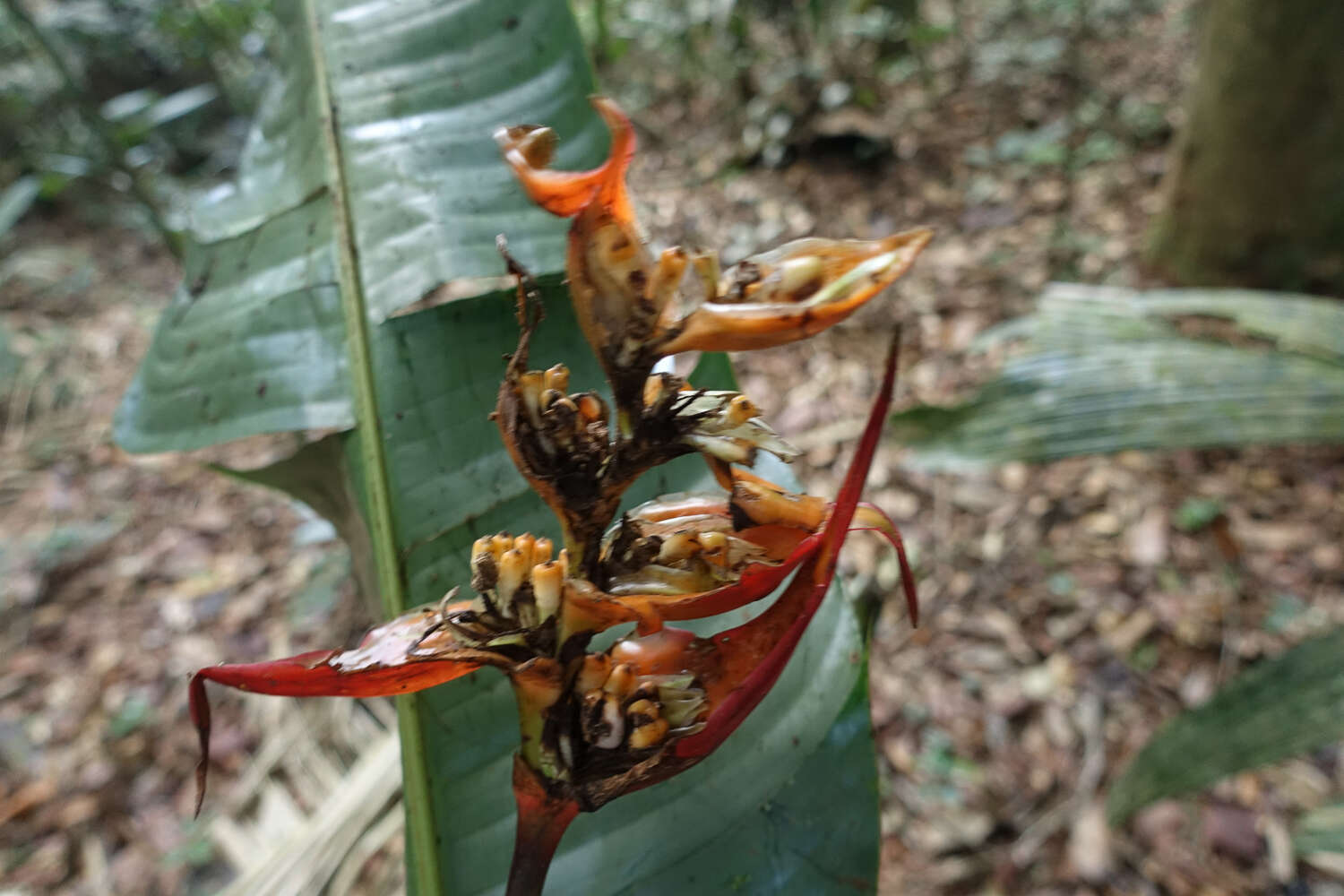 صورة Heliconia densiflora Verl.