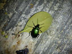 Слика од Calosoma (Calosoma) aurocinctum Chaudoir 1850