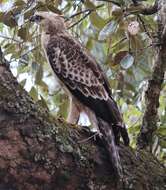 Nisaetus nipalensis Hodgson 1836 resmi