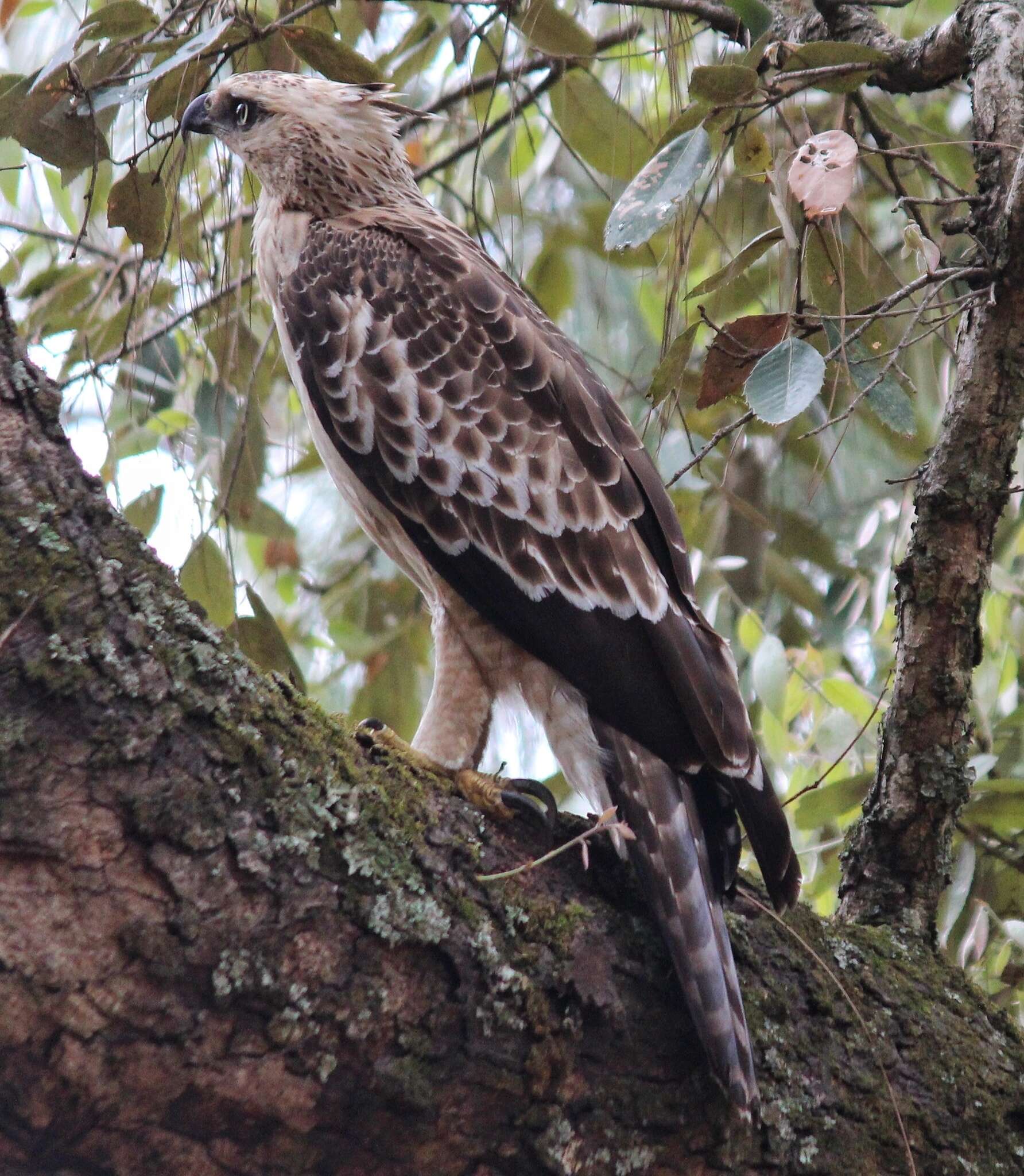 Nisaetus nipalensis Hodgson 1836 resmi