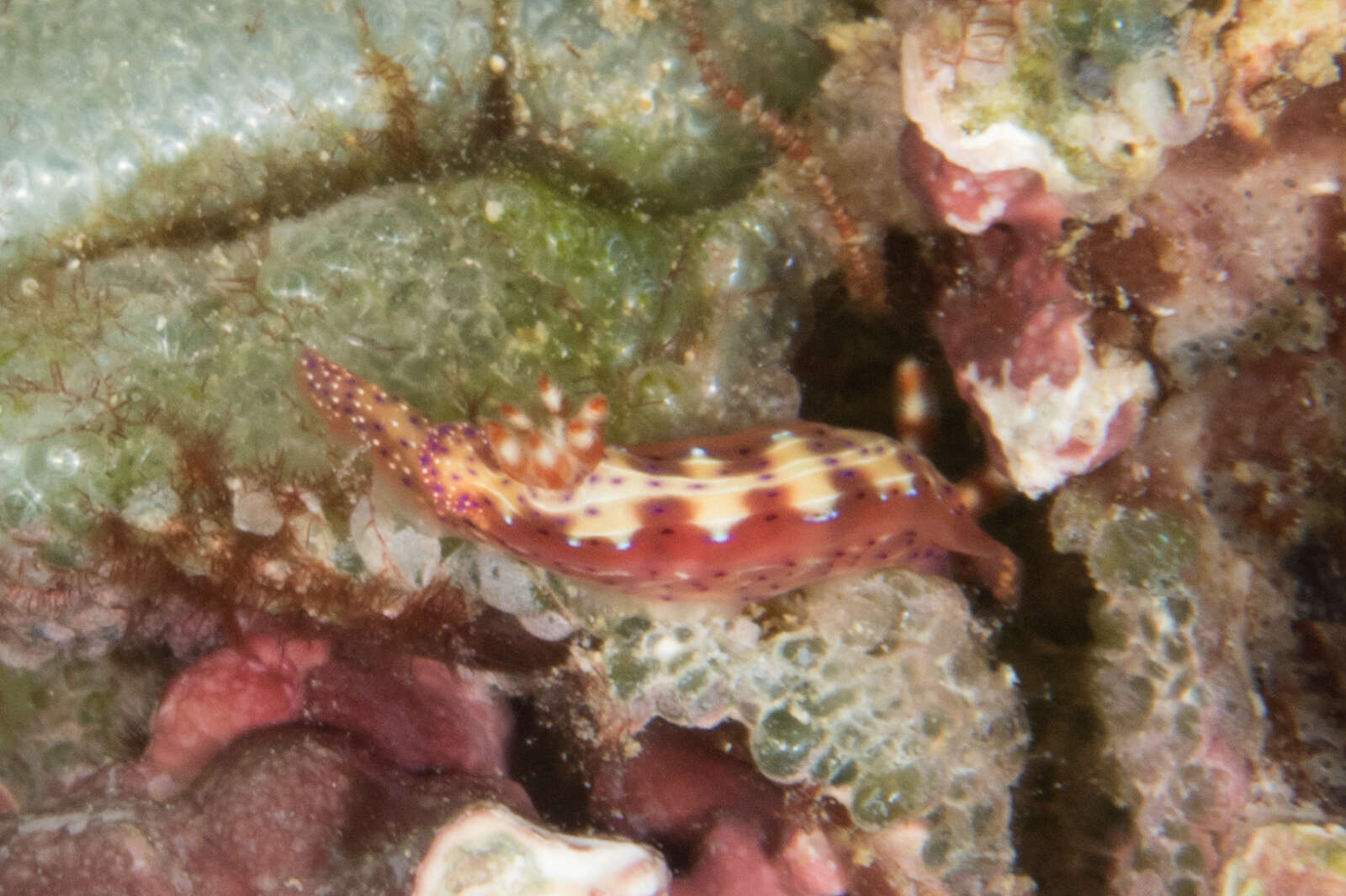 Plancia ëd Hypselodoris maculosa (Pease 1871)