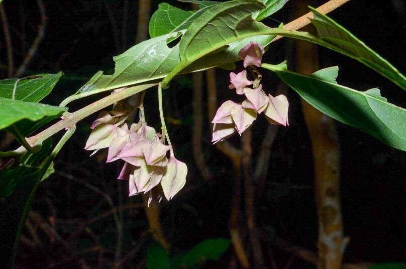 Imagem de Clerodendrum fortunatum L.