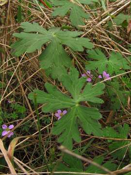 Image of Geranium holosericeum Willd. ex Spreng.