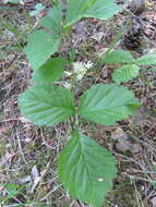 Image of Stone Bramble