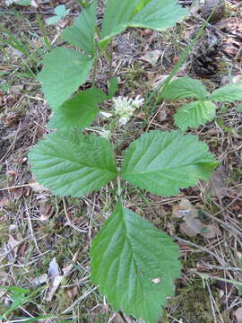 Image of Stone Bramble