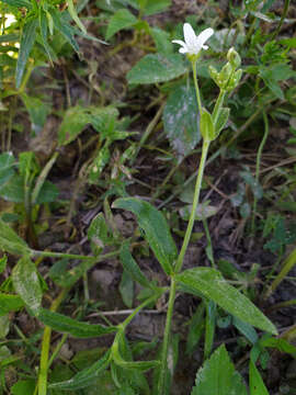 Image of Cerastium pauciflorum Stev. ex Ser.