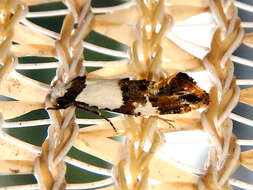 Image of Blotched monopis moth