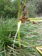 Image of Cyperus ustulatus A. Rich.