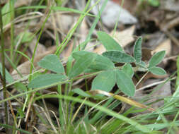 Image de Lespedeza procumbens Michx.